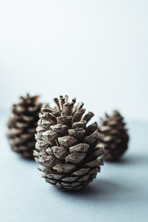 Natural pine brown cones for holiday decoration