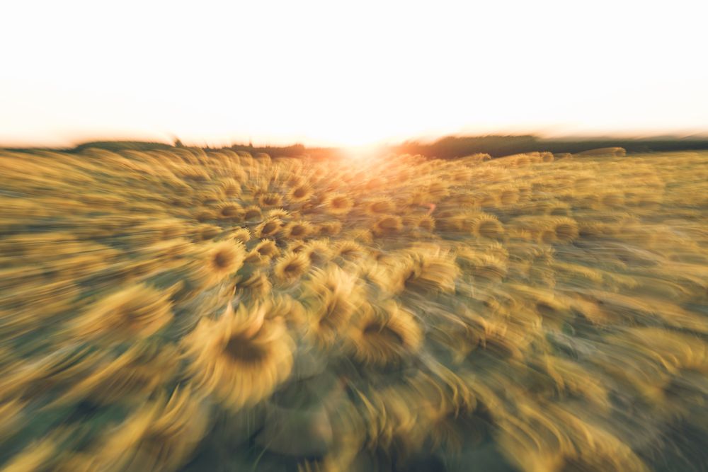 Blurred sunflower field in sunset time