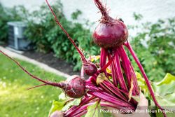 Hand holding freshly picked beetroots outdoor 5QMaG5