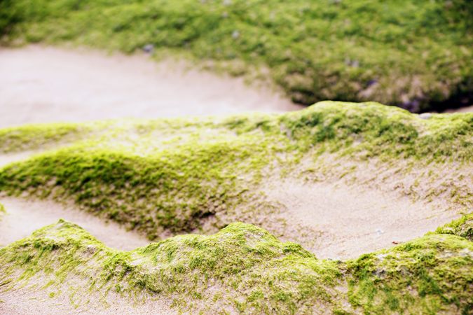 Stony hill covered with moss
