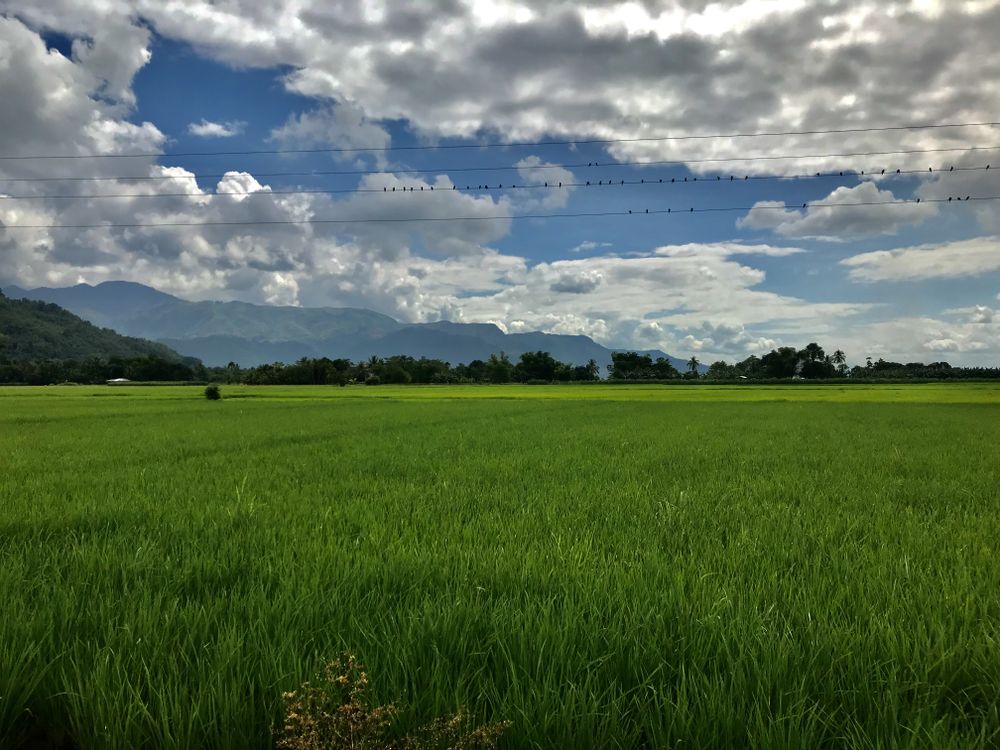 Rice fields green fields cloudy sky