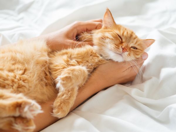 Cute ginger cat sleeps on woman's hand
