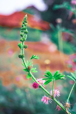 the delicate beauty of the Mimosa pudica flower, commonly known as putri malu