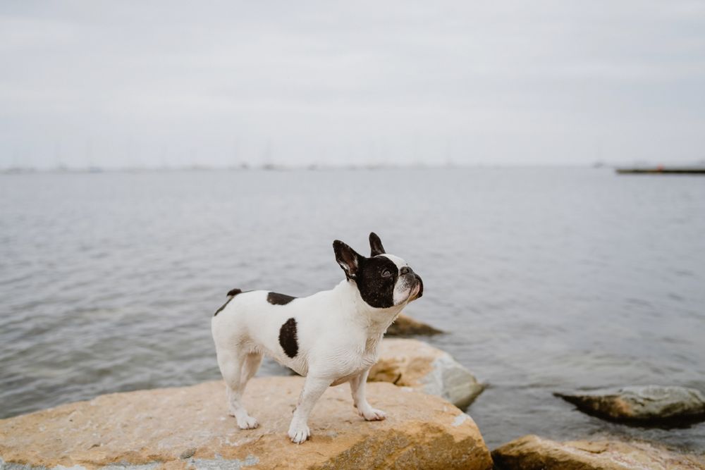 Small dog standing on rocks near sea