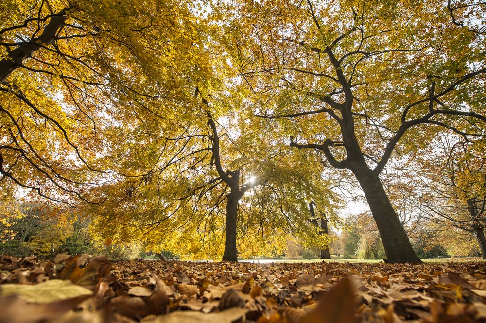 Landscape of autumn park