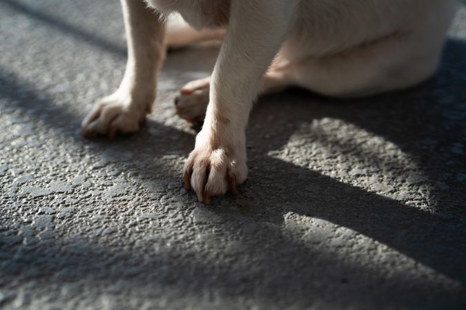 Close up of the paws of a light-colored dog
