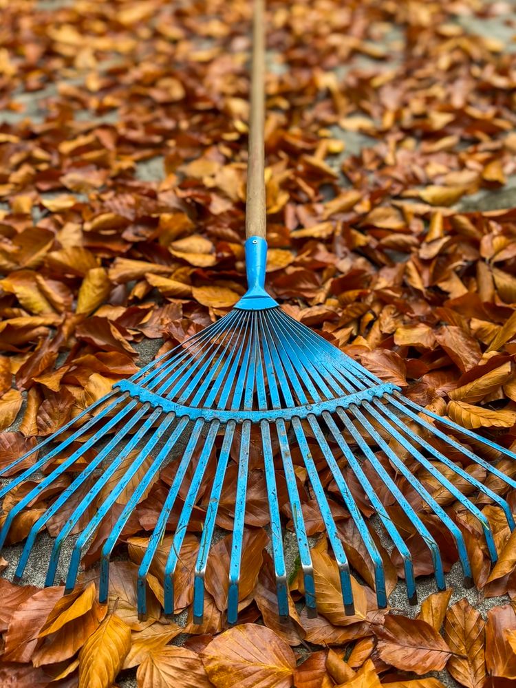 Fallen leaves under blue leaf rake