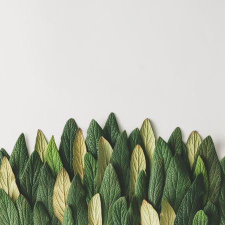 Green leaves in row on light background