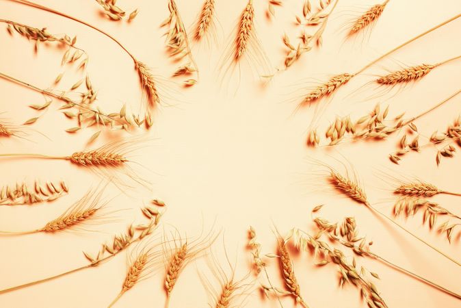 Overhead view of cereal grass arranged in a circle with copy space