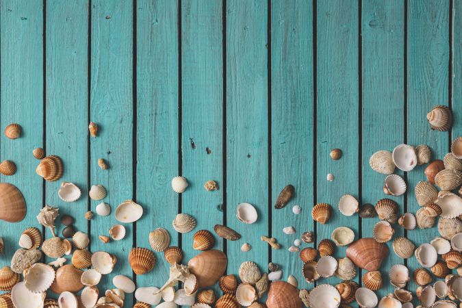 Seashells on bright blue wooden background