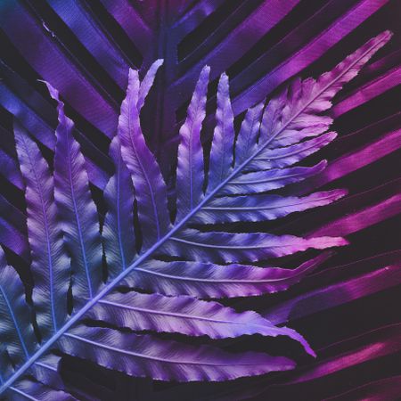 Tropic purple leaves layout