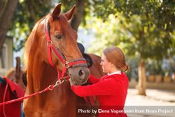Pedigree horse for equestrian sport in red uniform 56XXPb