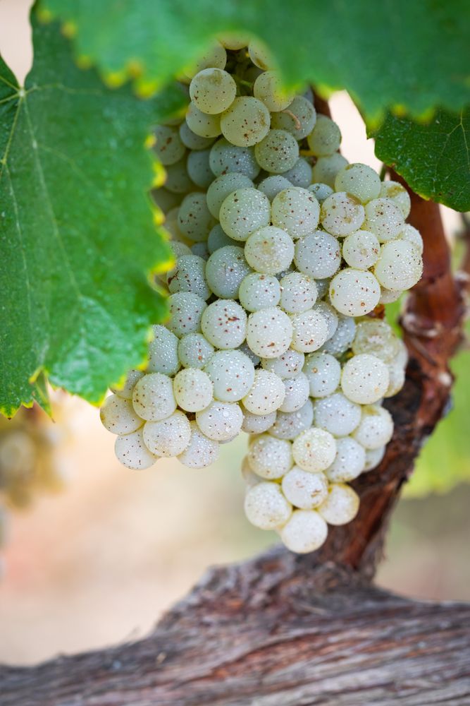 Vineyard with Lush, Ripe Wine Grapes on the Vine Ready for Harvest