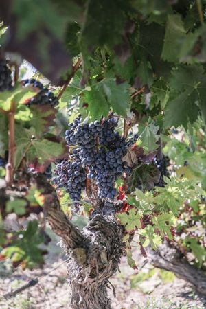 Grapes on a vine