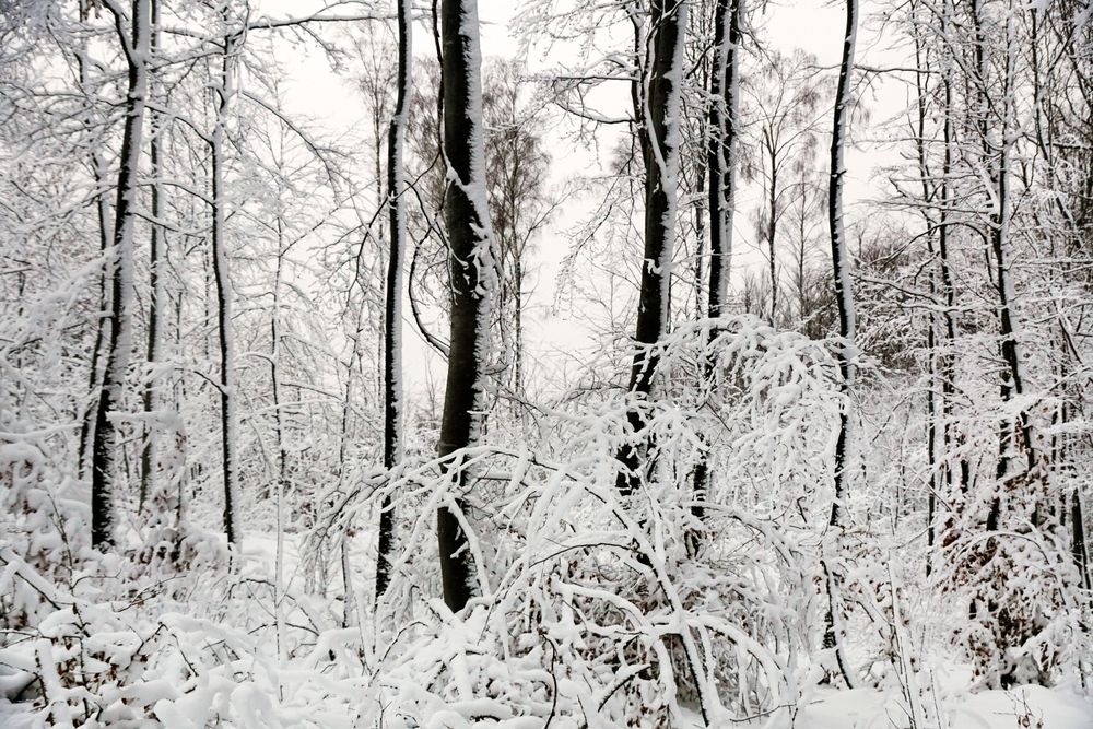 Winter forest with snowy trees