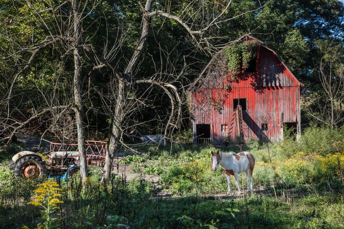 A horse and farm scene in Parke County, Indiana