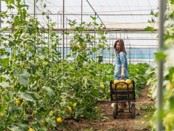Farmer harvesting ripe melons in greenhouse