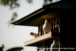 Doves in a large bird house outside 42wDqb
