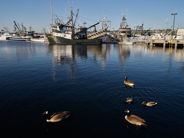 Boats and ducks at the Fishermen's Terminal docks in Seattle, Washington