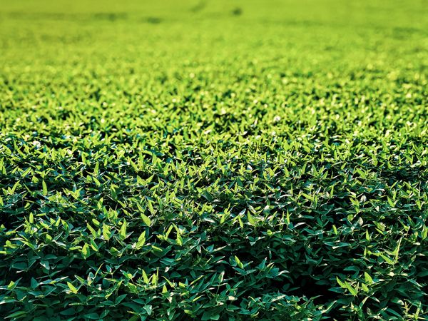 A sea of green soja