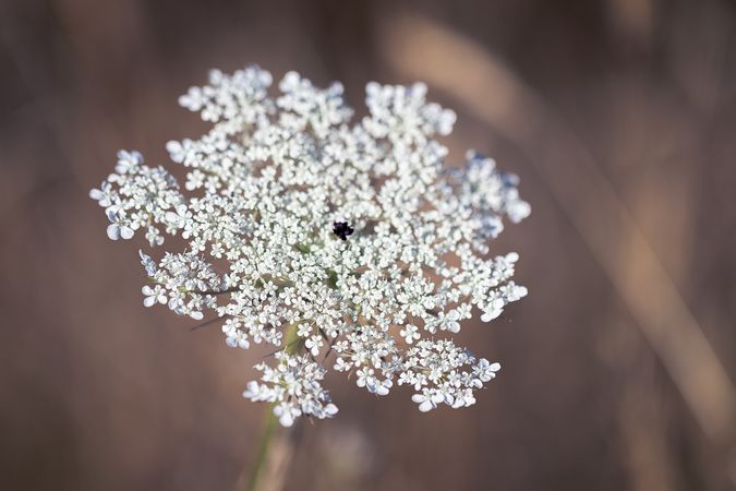 Looking down at delicate Queen Anne’s lace flowers