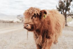Highland cattle calf on grass field during daytime