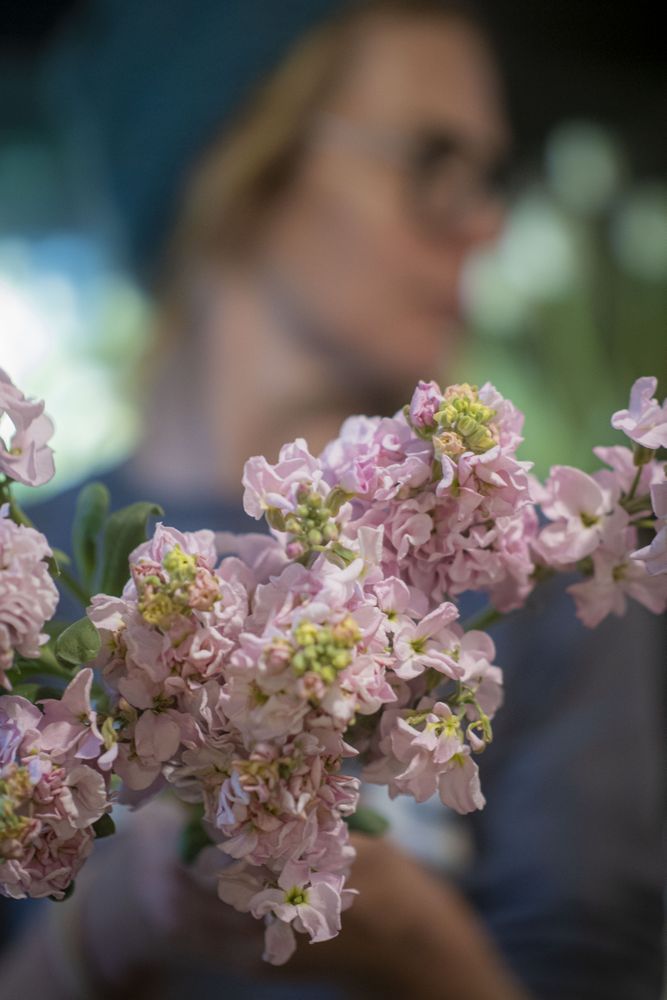 Copake, New York - May 19, 2022: Pink flowers with woman in background, vertical