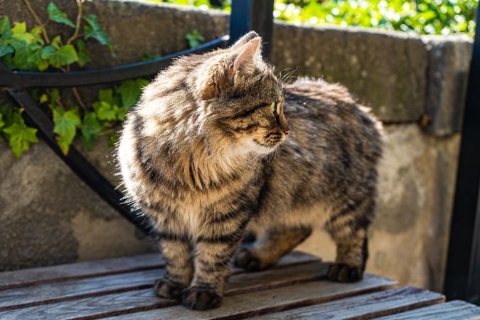 Cute stray cat on the park bench