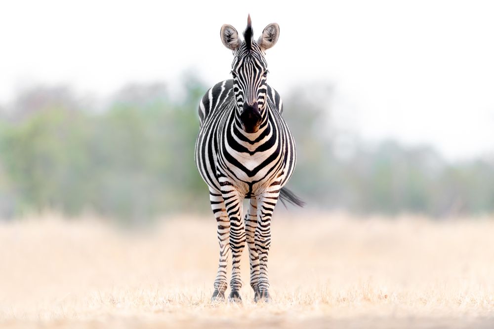 Zebra standing on field