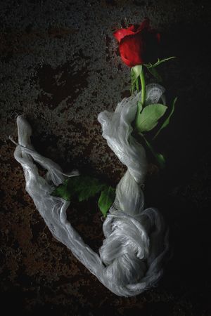 red roses with dark background