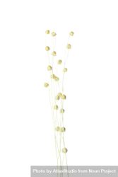 Long dried flower stalks in blank studio shoot 0Wva1b