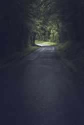Empty road in dense green forest