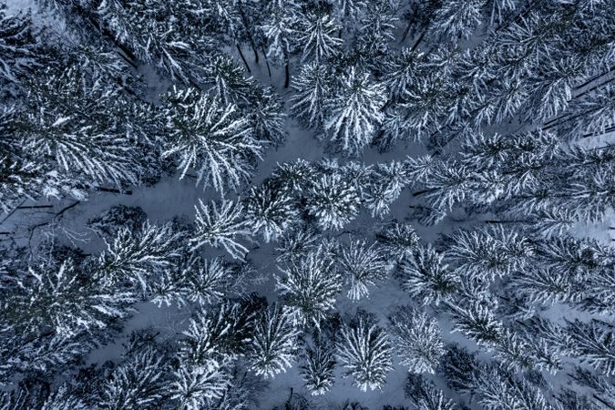 Snowy pine forest, drone aerial view, in the Bavarian Alps, Germany