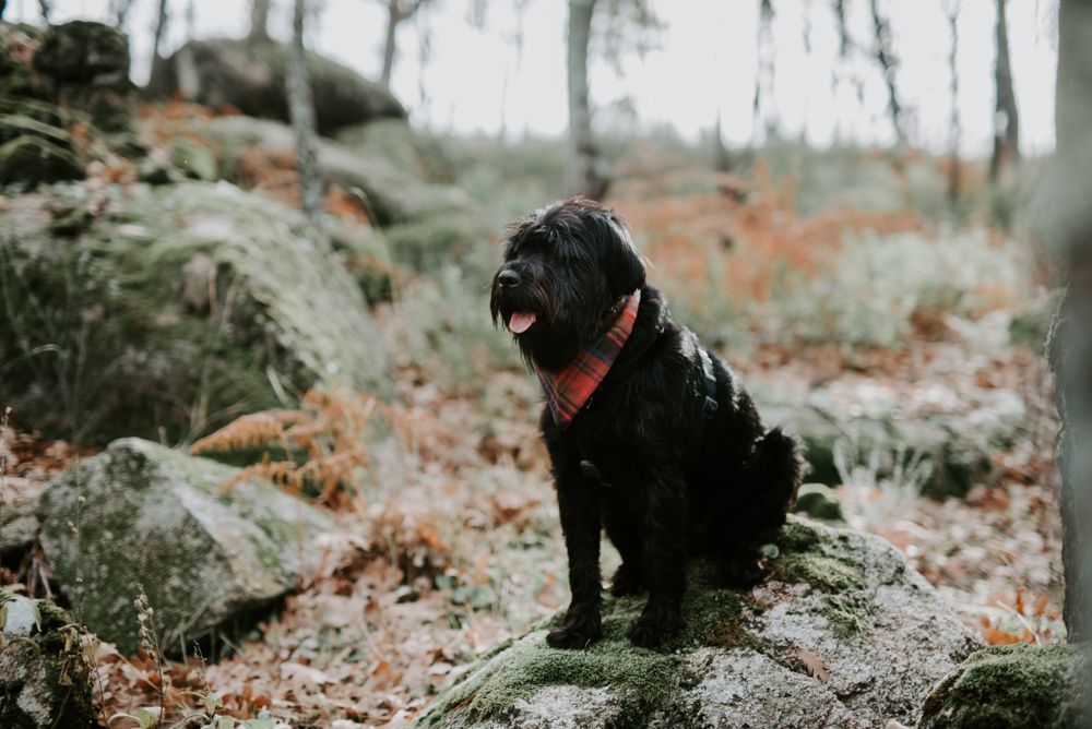 Big dog sitting on stone