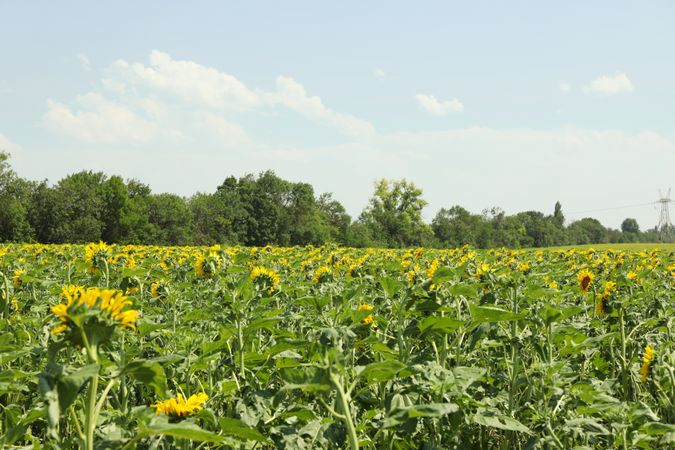 Sunflower field. Agriculture business. Farming. Autumn harvest