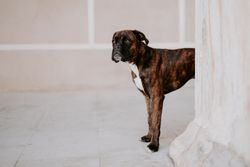 Playful cute dogs dutifully standing on pavement
