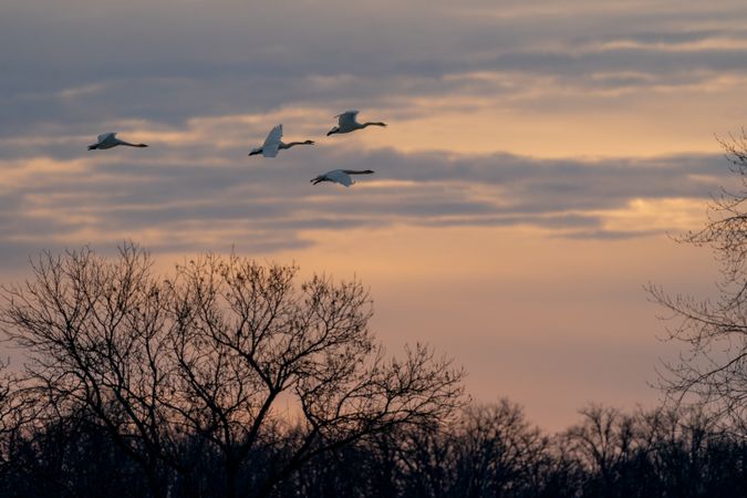 Trumpeter Swans in flight at dusk in McGregor, Minnesota