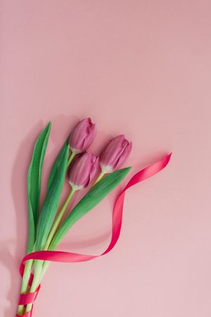 Pink tulips on clear background