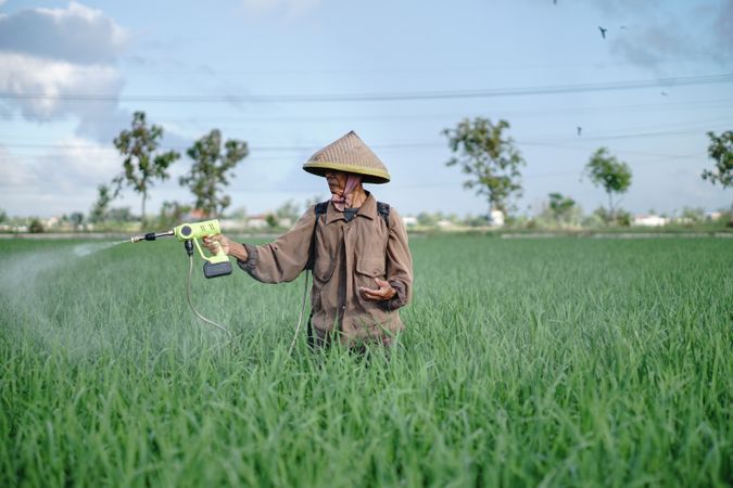 Front view of older Asian farmer spraying rice green field