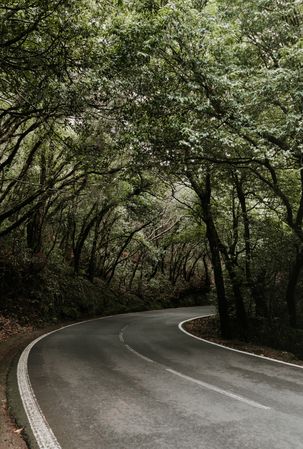 Asphalt countryside road between trees