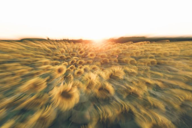 Blurred sunflower field in sunset time