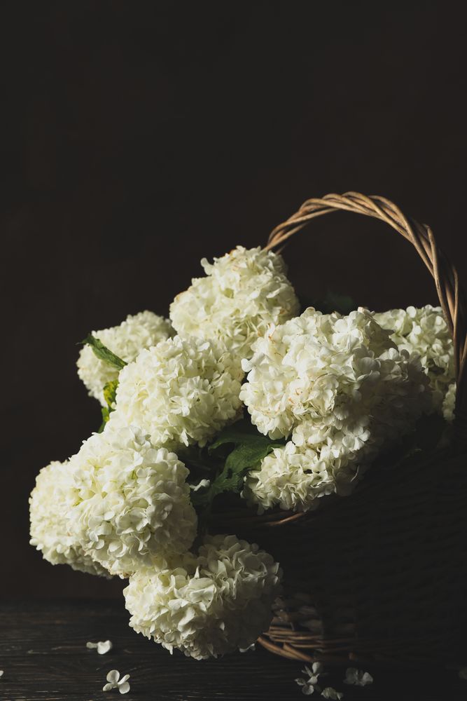 Wicker basket with hydrangea flowers. Spring plant