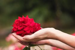 Red Chinese rose in a woman's hands. Background flowers