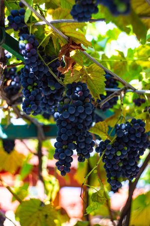 Plump red grapes in vineyard in Lopota