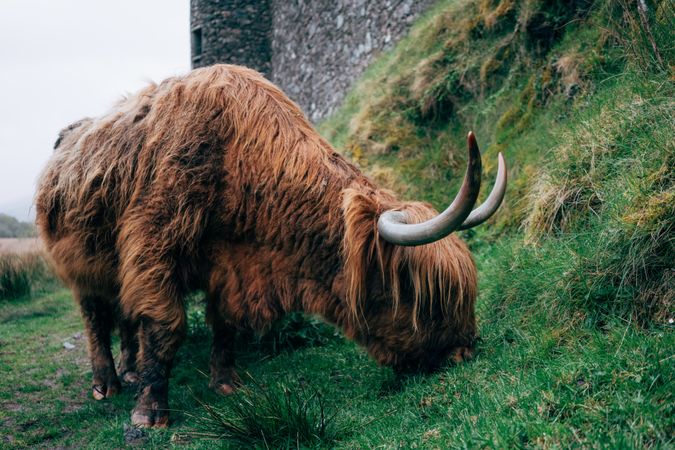 Big hairy yak pasturing on green meadow