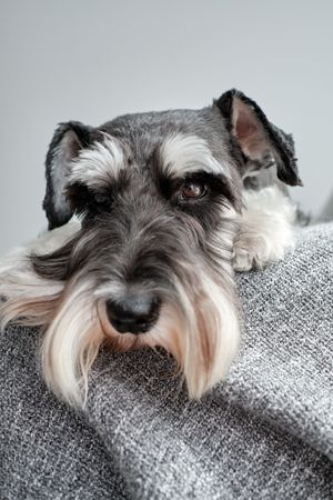 Cute purebred dog lying on blanket