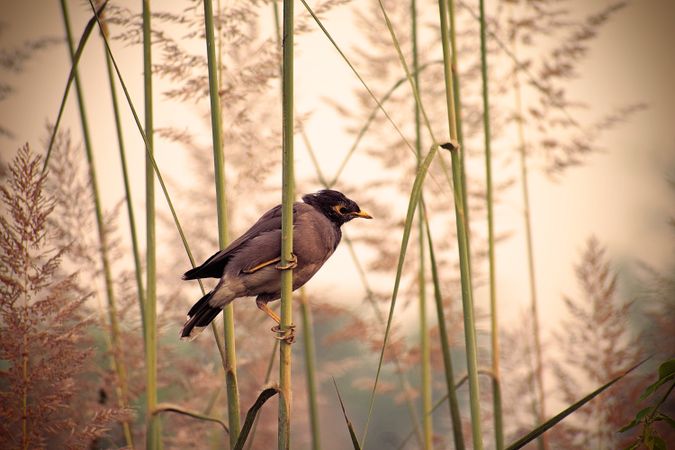 Hooded crow on brown tree branch