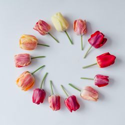 Circle of tulips on light background