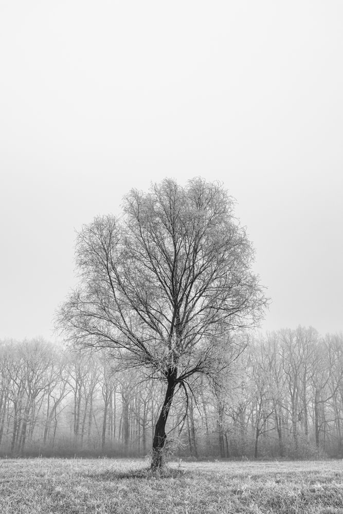 Tree standing on a wintry day