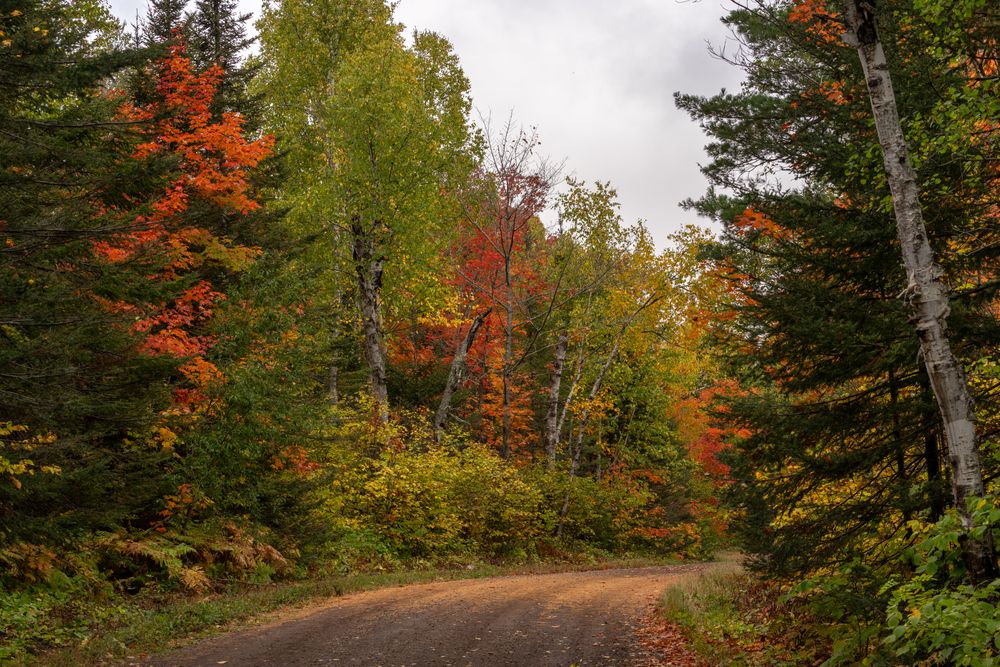 Quiet road in the fall